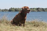 LABRADOR 049